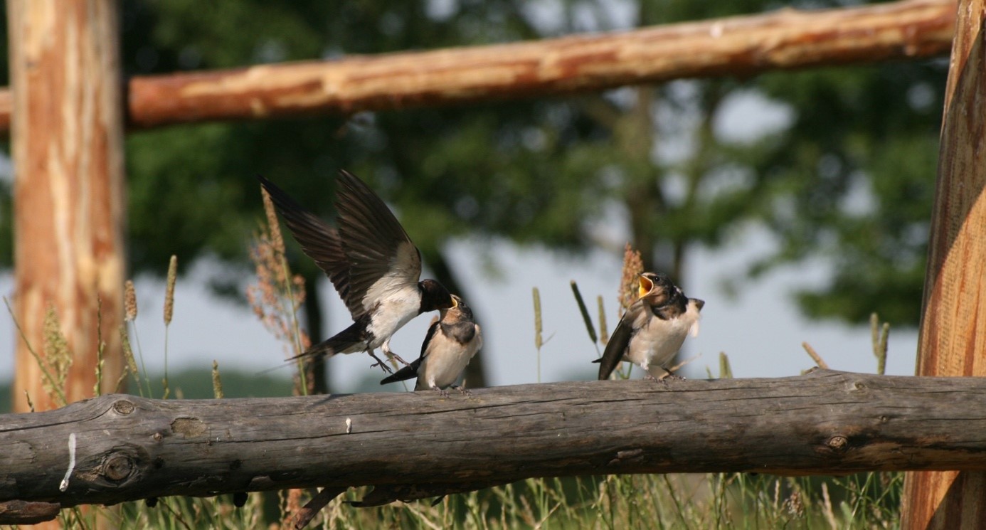 SORTIE NATURE DU 11 MAI 2025