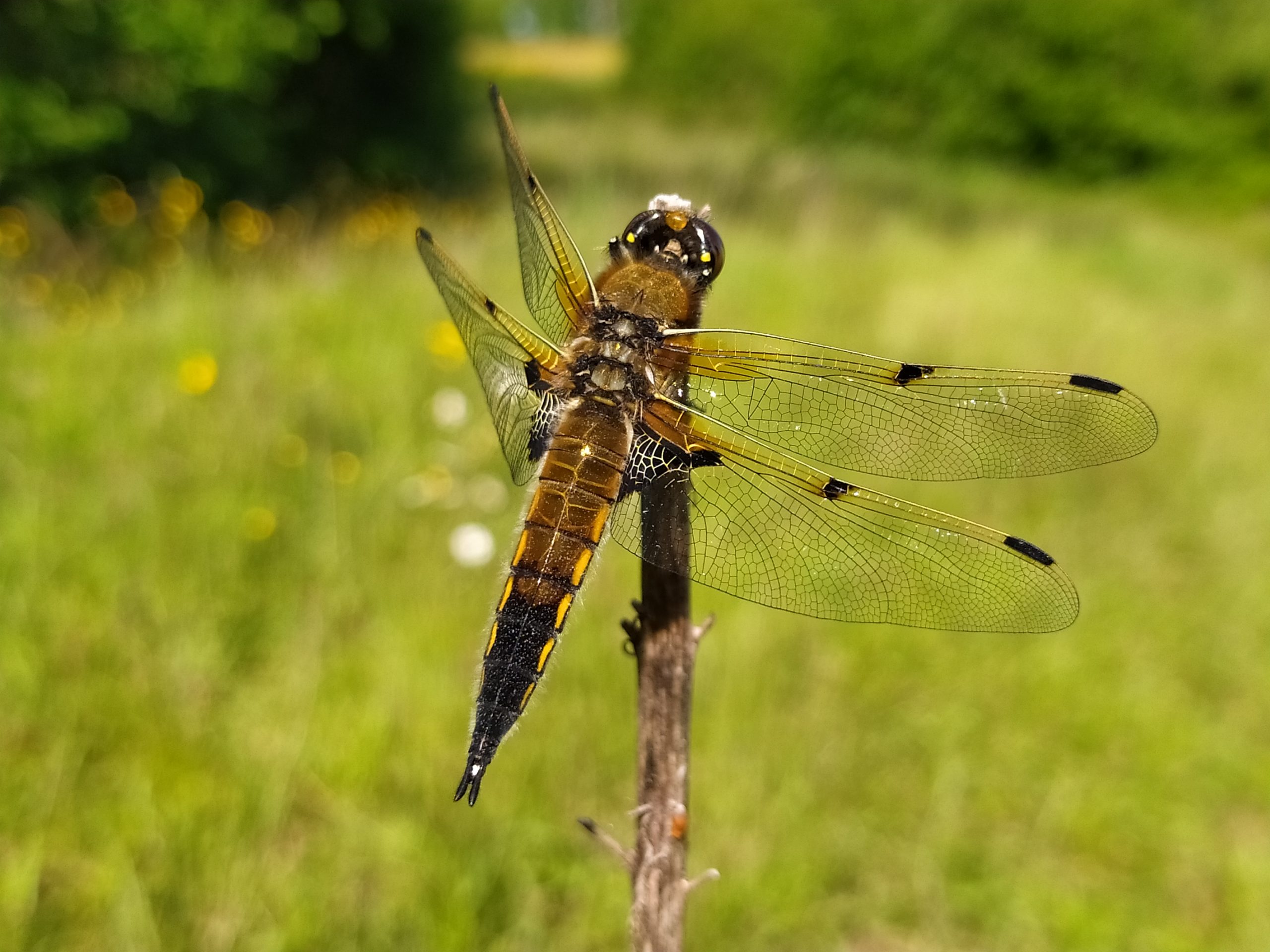 Sortie Nature le dimanche 22 juin 2025 à 14 h au lieu-dit Patry sur la commune de Neuvy.
